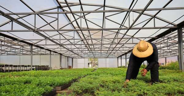 La Nación / Itaipú produjo más de 1.200.000 plantines en 2025