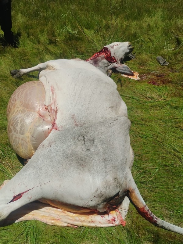 Abigeato afecta a adulto mayor de 83 años en zona rural de Loreto - Concepción al Día
