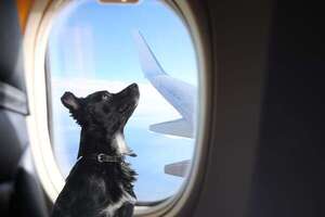 Todo lo que debés revisar antes de subir a tu perro a un avión - Mascotas - ABC Color