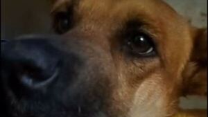 Canela: Imputan a adolescente que puso cebollón en el hocico del animal