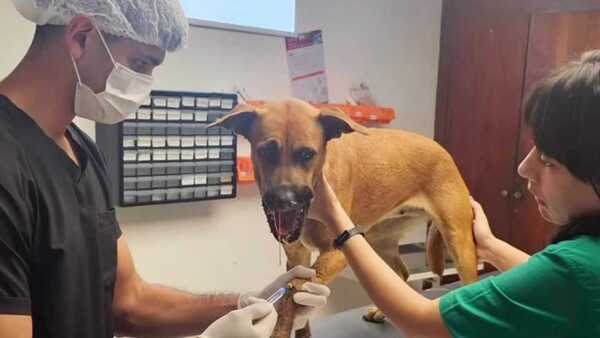 Caso Canela: Adolescente de 17 años es imputado por detonar cebollón en hocico de perrita