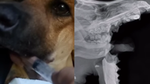 Imputan a presunto autor por crueldad animal