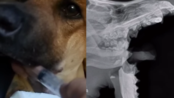 Imputan a presunto autor por crueldad animal