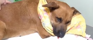 Imputan a menor que colocó un cebollón a una perrita