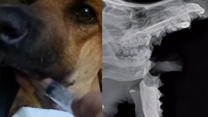 Caso Canela: Imputan a menor por crueldad animal
