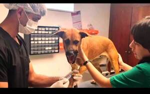 Imputan a menor por detonar cebollón en hocico de Canela •