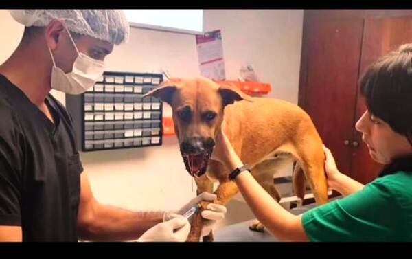 Imputan a menor por detonar cebollón en hocico de Canela •