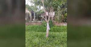 Diario HOY | Padres entregaron a su hijo a la Policía, antes lo ataron a un árbol