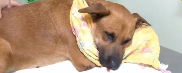 Adolescente que hirió a Canela puede ir por 4 años a la cárcel - ADN Digital