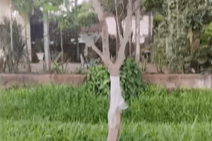 Padres entregaron a su hijo a la Policía, antes lo ataron a un árbol - Noticiero Paraguay