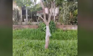 Capiatá: Padres de adolescente adicto lo ataron a un árbol y lo entregaron a la Policía - OviedoPress