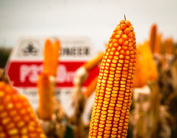 Zafriña de soja y maíz: estiman mayor volumen de cosecha