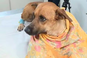 Crueldad animal: adolescente se expone a una pena de entre 6 meses a 4 años o a una multa - Noticiero Paraguay