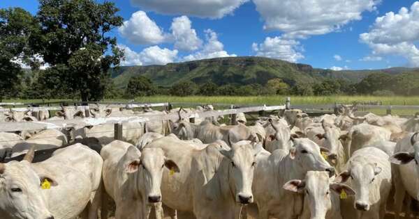 La Nación / Entra en vigencia resolución de Senacsa sobre establecimientos con brucelosis bovina