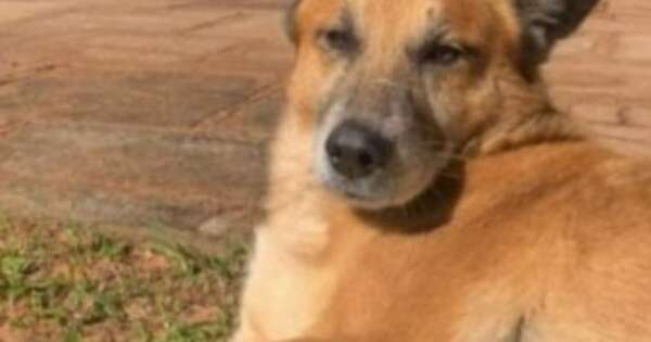 La Nación / Nuevo caso de crueldad animal: explotaron petardo en boca de un perro y falleció en Caaguazú