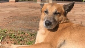 Muere otro perro cuyo hocico explotó por un cebollón en Caaguazú