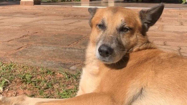 Muere otro perro cuyo hocico explotó por un cebollón en Caaguazú