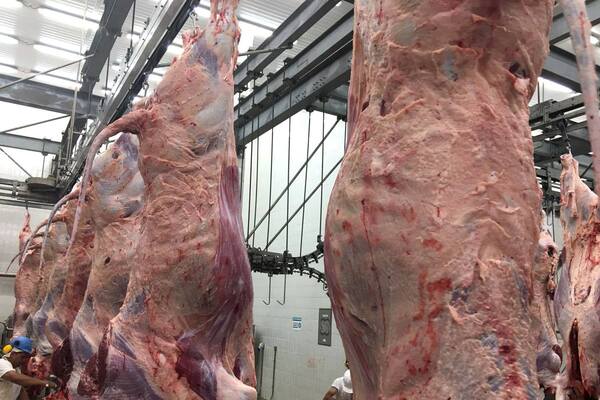 El último mes de 2025 cerró con casi dos tercios de la carne exportada en categorías de alta calidad