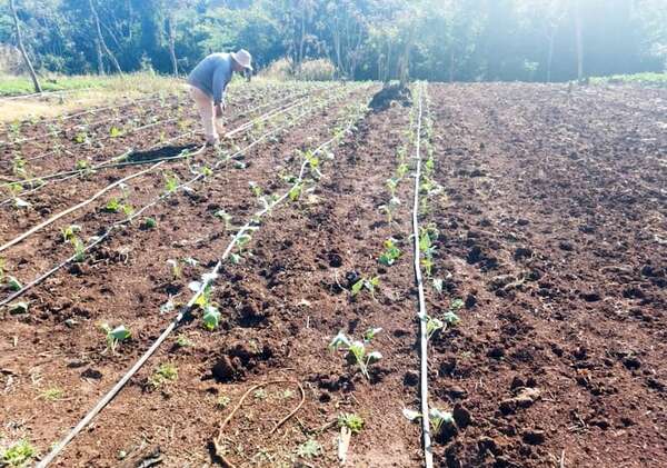 Agricultura en América Latina: 28% de la población con inseguridad alimentaria - Economía - ABC Color