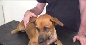 La Nación / Menor fue imputado por crueldad animal