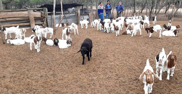 Ganadería caprina en Paraguay: Potencial sin organización