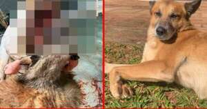 Diario HOY | Muere un perrito en Caaguazú tras explosión de un cebollón