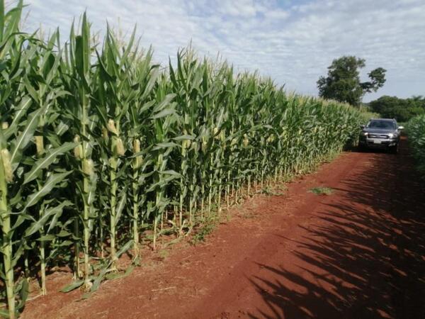 Optimismo para la zafriña: soja y maíz apuntan a altos rindes y mayor volumen