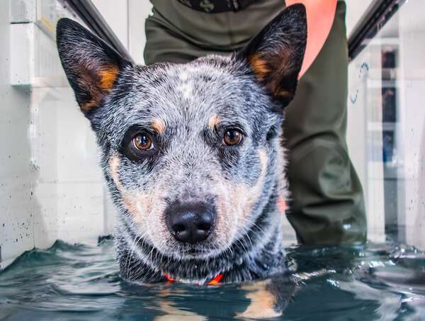 Hidroterapia doméstica: cuando nadar se convierte en medicina para perros mayores - Mascotas - ABC Color