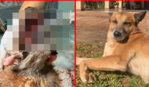 Muere un perrito en Caaguazú tras explosión de un cebollón