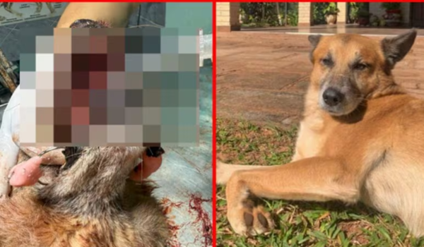 Muere un perrito en Caaguazú tras explosión de un cebollón