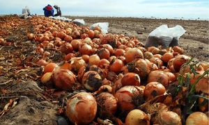 Más de 187 millones de personas sufren inseguridad alimentaria en América Latina y el Caribe - OviedoPress