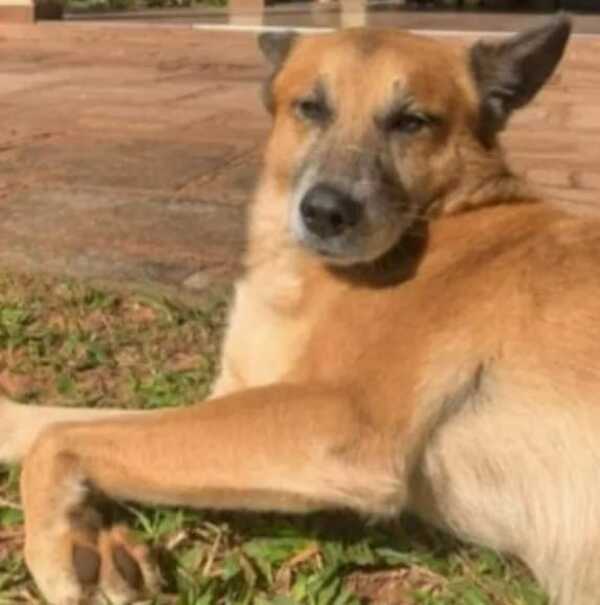 Popular / Segundo caso de crueldad animal: León omano tras okapy cebollón en su hocico