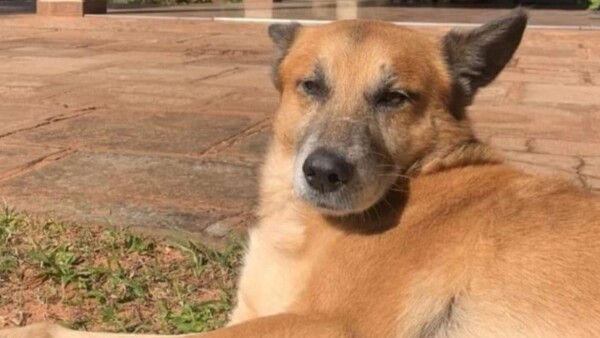 Murió León tras explosión de cebollón en su hocico