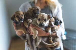 Cachorros rescatados: guía de cuidados especiales para pequeños que han sufrido abandono temprano - Mascotas - ABC Color