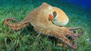 El pulpo inspira la creación de una piel sintética que cambia de textura y color