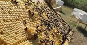 La Nación / Unión de Apicultores busca transformarse en cooperativa de producción