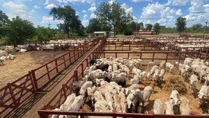 Bangor remata hacienda Nelore administrada por Senabico, este jueves, viernes y sábado