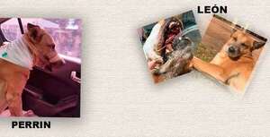 Perrín y León: dos perros murieron tras ser heridos por pirotecnia - Policiales - ABC Color