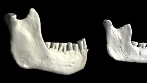 Hallan restos humanos de 773.000 años que dan claves para el origen de Homo sapiens