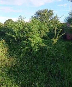 Queja ciudadana: terrenos en estado de abandono en barrio San Carlos I - Concepción al Día