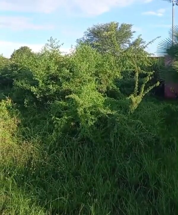 Queja ciudadana: terrenos en estado de abandono en barrio San Carlos I - Concepción al Día