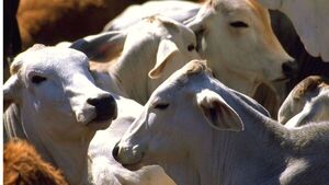 Retoman las faenas y el gordo comienza con correcciones alcistas en los precios