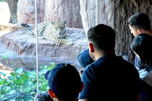 Sendero del Jaguareté: Récord de visitas en Alto Paraná