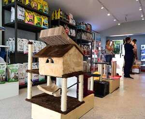 Cat Town: nueva clínica médica veterinaria exclusiva para gatos - Empresariales - ABC Color