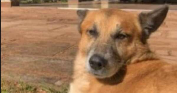 La Nación / Investigan muerte de perro por explosivo