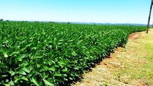 Productores de Itapúa celebran la bonanza caída sobre sus parcelas