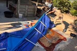 Capital y Central en alerta por alta infestación larvaria del mosquito del dengue - ADN Digital