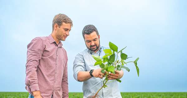 Expectativa para cosecha de soja y maíz zafriña son optimas