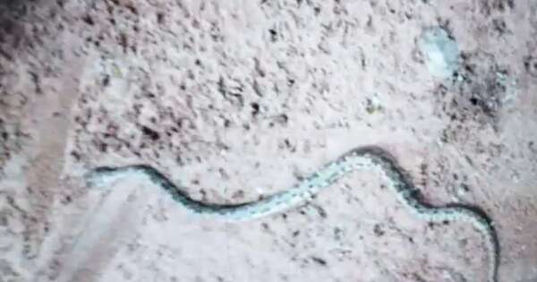 Diario HOY | Bebé de dos años fue mordido por una serpiente