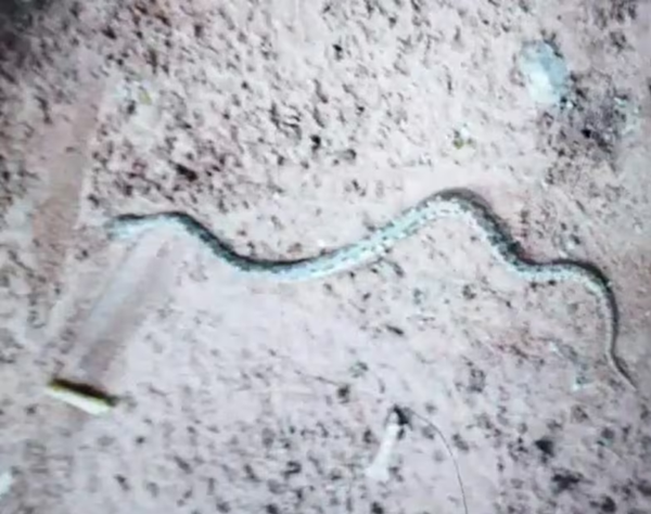 Bebé de dos años fue mordido por una serpiente